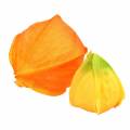Floristik24 Physalis Orange assortiti 22 calici decorativi per fiori artificiali