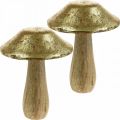 Floristik24 Fungo legno di mango oro, funghi decorativi naturali grandi Ø12cm H15cm 2pz