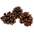 Floristik24 Pinus Pinea medio 10/14cm naturale 50p