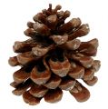 Floristik24 Pinus Pinea medio 10/14cm naturale 50p