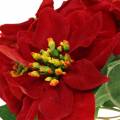 Floristik24 Poinsettia bouquet velluto rosso 35cm