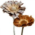 Floristik24 Mix esotico Protea Rosette naturale, fiori secchi lavati bianchi 9pz