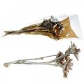 Floristik24 Mix esotico Protea Rosette naturale, fiori secchi lavati bianchi 9pz