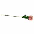 Floristik24 Protea rosa artificiale 73cm