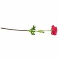 Floristik24 Ranunculus rosa scuro artificialmente 51cm
