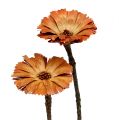 Floristik24 Repens rosetta natura 6-7cm 50p