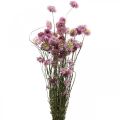 Floristik24 Fiori di paglia fiori secchi rosa acroclinium mazzetto 20g