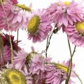 Floristik24 Fiori di paglia fiori secchi rosa acroclinium mazzetto 20g