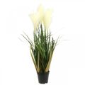 Floristik24 Crema artificiale per piante in vaso con erba di carice in vaso, verde 79 cm