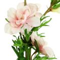 Floristik24 Delphinium Delphinium rosa chiaro L95cm