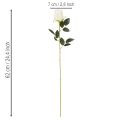 Rose artificiali a stelo lungo, per vaso, 62 cm, 12 pezzi | Floristik24.it