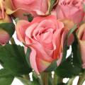 Floristik24 Rosa rosa antica 42cm 12p
