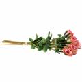 Floristik24 Rosa rosa antica 42cm 12p