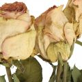 Floristik24 Rose decorative, fiori secchi, rose essiccate, San Valentino, fiori funebri, rose rustiche giallo-rosa L48cm 5pz