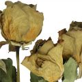 Floristik24 Rosa fiori secchi, San Valentino, fiori secchi, rose decorative rustiche giallo-viola L45-50cm 5pz