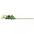 Floristik24 Rosa artificiale, rosa decorativa, fiore di seta bianco crema, verde L72cm Ø12cm