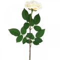 Floristik24 Rosa albicocca bianco crema, fiore di seta, rose artificiali L72cm Ø12cm