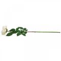 Floristik24 Rosa albicocca bianco crema, fiore di seta, rose artificiali L72cm Ø12cm