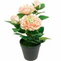 Floristik24 Rosa decorativa in vaso, Fiori di seta romantici, Peonia rosa