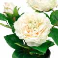 Floristik24 Peonia in vaso, romantica rosa decorativa, fiori di seta bianco crema