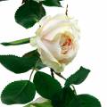 Floristik24 Romantico Rose Garland Fiore Di Seta Rosa Artificiale Vite 160cm