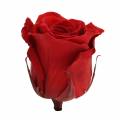 Floristik24 Rose Infinity grandi Ø5,5-6cm rosse 6 pezzi