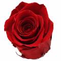 Floristik24 Rose Infinity grandi Ø5,5-6cm rosse 6 pezzi