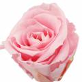 Floristik24 Rose eterne medie Ø4-4,5cm rosa 8pz