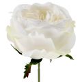 Floristik24 Fiore di rosa bianco 17 cm 4 pezzi