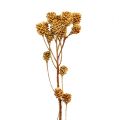 Floristik24 Ramo di Salignum fiori di leucadendro chiaro sul ramo 25 pezzi