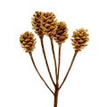 Floristik24 Salignum light 4-6 fiori sul ramo Leucadendron 100pz