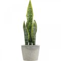 Floristik24 Fiocco di canapa artificiale, pianta verde in vaso, Sansevieria H39cm Ø12cm