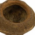 Vaso per piante Paradise Nut Sapucaia naturale Ø14cm H10cm 3 pz | Floristik24.it