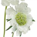 Floristik24 Fiore artificiale Scabious fiore da giardino bianco H64cm mazzo con 3 pezzi