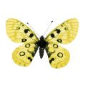 Floristik24 Farfalla gialla sulla clip 11 cm 6 pezzi