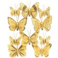 Floristik24 Farfalla primaverile con clip decorazione a molla dorata 6 cm 10 pezzi in un set