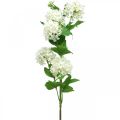 Floristik24 Palla di neve Ramo Pianta artificiale Fiore di seta Bianco Ø6,5 cm L78 cm