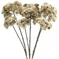 Floristik24 Sedum fiore artificiale sedum crema decorazione floreale autunno 70 cm 3 pezzi