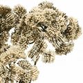 Floristik24 Sedum fiore artificiale sedum crema decorazione floreale autunno 70 cm 3 pezzi