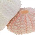 Floristik24 Decorazione marittima alloggi ricci di mare rosa, confettini bianchi 55 pezzi