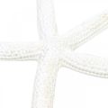 Floristik24 Decoro stella marina bianco, oggetti naturali, decoro marittimo 10-12cm 14p
