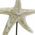 Floristik24 Stella marina da posizionare, decoro in legno marittimo colore naturale, bianco H23,5cm