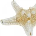 Floristik24 Starfish Nature Decorazione da tavola marittima 5-8cm Vera stella marina 20 pezzi