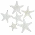 Floristik24 Manopole stella marina bianche 30pz