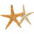 Floristik24 Decorazione a dispersione di stelle marine decorazioni per la casa mini stelle marine natura 2-4 cm 50 p