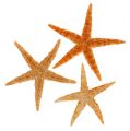 Floristik24 Mix di stelle marine 8cm - 10cm 50p