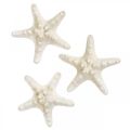 Floristik24 Decorazione stella marina bianca, stella marina essiccata per artigianato 7-11cm 15p