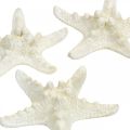 Floristik24 Decorazione stella marina bianca, stella marina essiccata per artigianato 7-11cm 15p