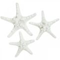 Floristik24 Decorazione stella marina grande stella marina essiccata bianca tempestata 15-18 cm 10 pz