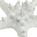 Floristik24 Decorazione stella marina grande stella marina essiccata bianca tempestata 15-18 cm 10 pz